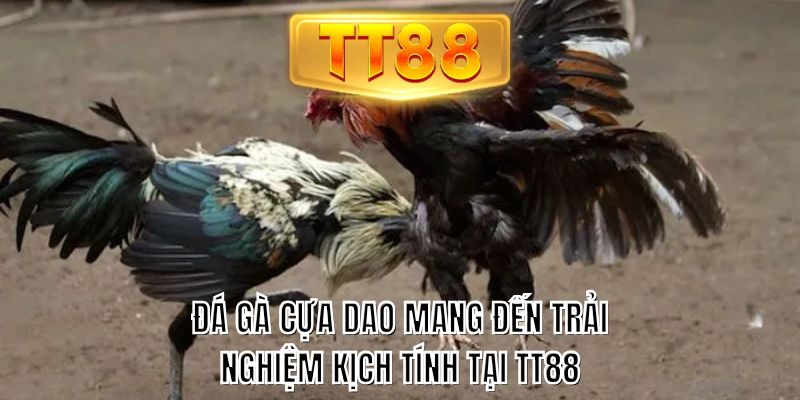 Đá gà cựa dao mang đến trải nghiệm kịch tính tại TT88