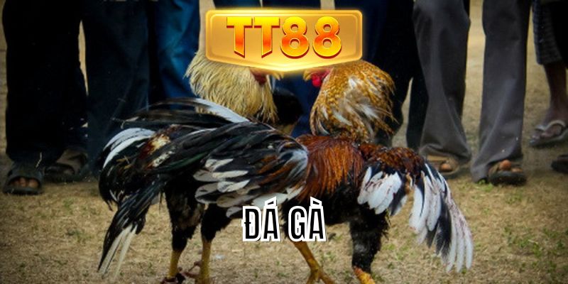 đá gà