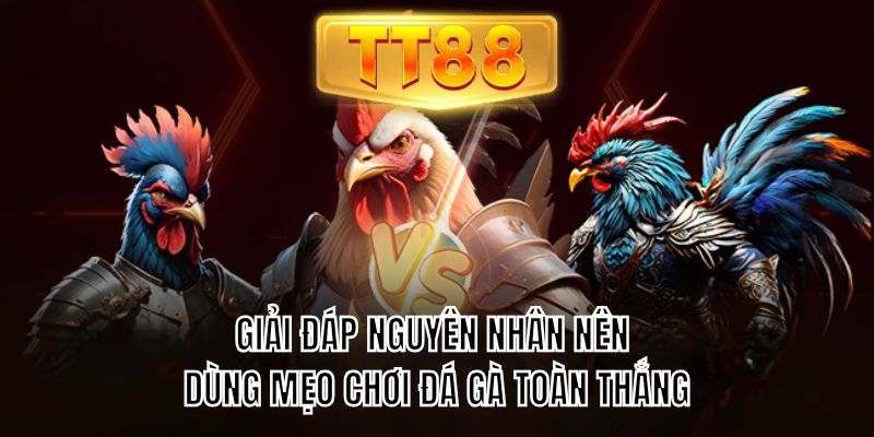 Giải đáp nguyên nhân nên dùng mẹo chơi đá gà toàn thắng