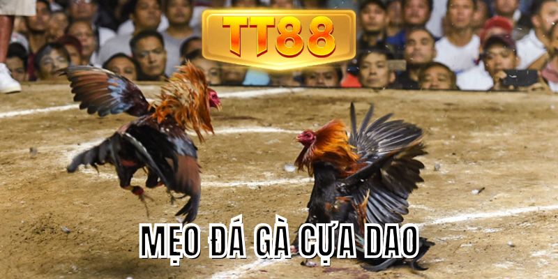 Mẹo đá gà cựa dao