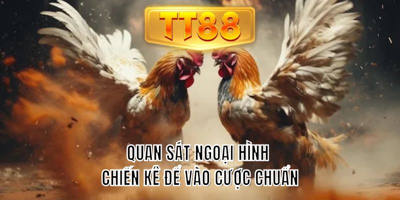 Quan sát ngoại hình chiến kê để vào cược chuẩn