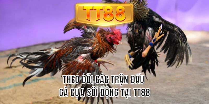 Theo dõi các trận đấu gà cựa sôi động tại TT88